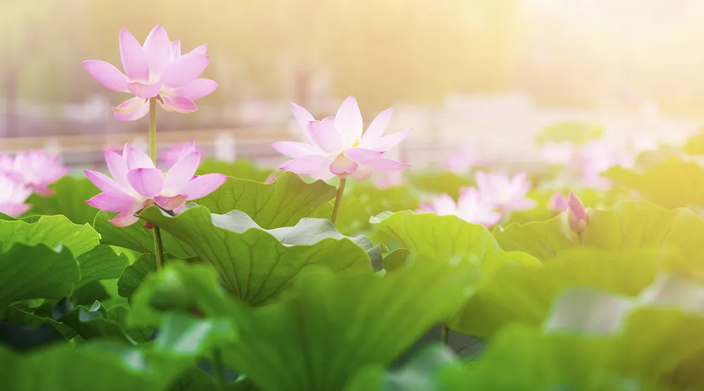 Bác Hồ - Người là niềm tin