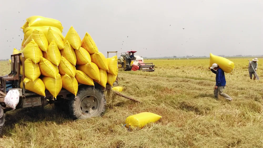 Long An có ưu thế trong cung cấp gạo chất lượng cao cho TPHCM, các tỉnh thành trong nước và xuất khẩu