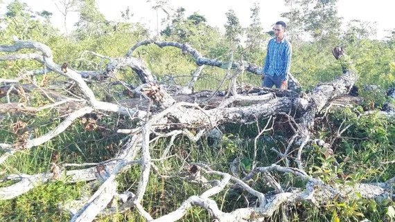 Một vụ phá rừng tại khu vực Cheng Leng, xã Hbông