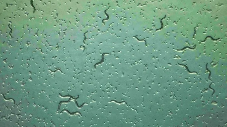 Dùng giun tròn phát hiện sớm ung thư tụy