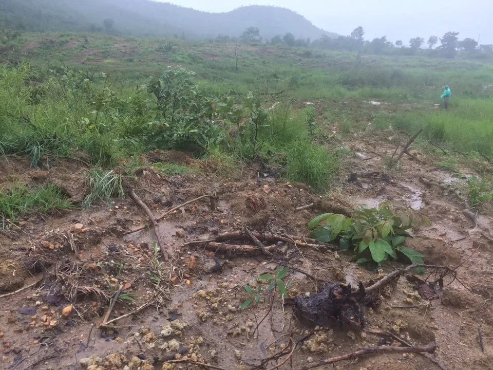 Kỷ luật hạt trưởng và kiểm lâm liên quan phá rừng ở Gia Lai