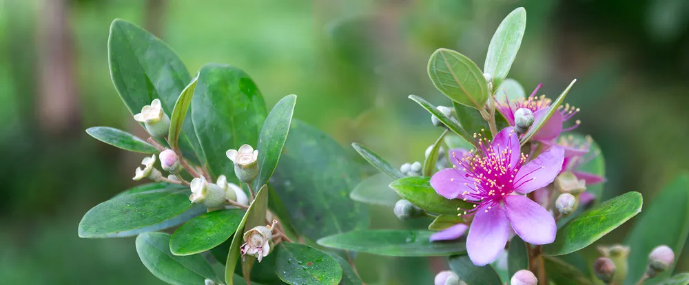 Đừng phai màu sim tím