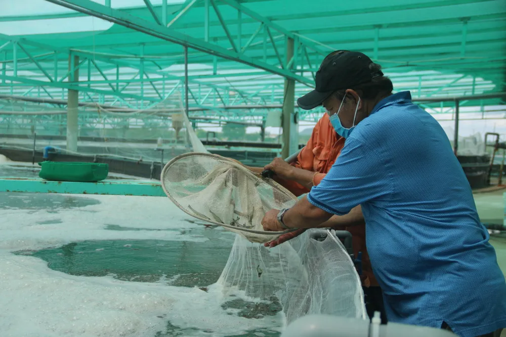 Bà Rịa - Vũng Tàu: Phát triển nông nghiệp công nghệ cao theo hướng bền vững ảnh 4