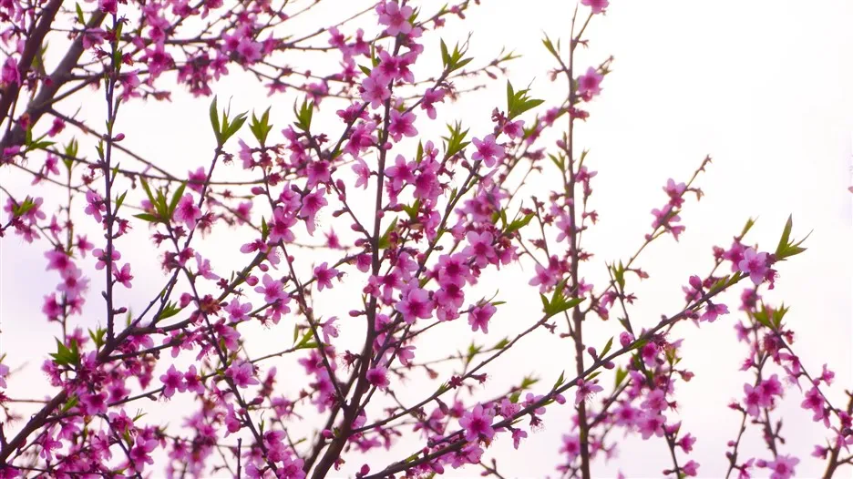 Sun World Fansipan Legend đón Phật tử, du khách đến cầu an Tết Nhâm Dần ảnh 5