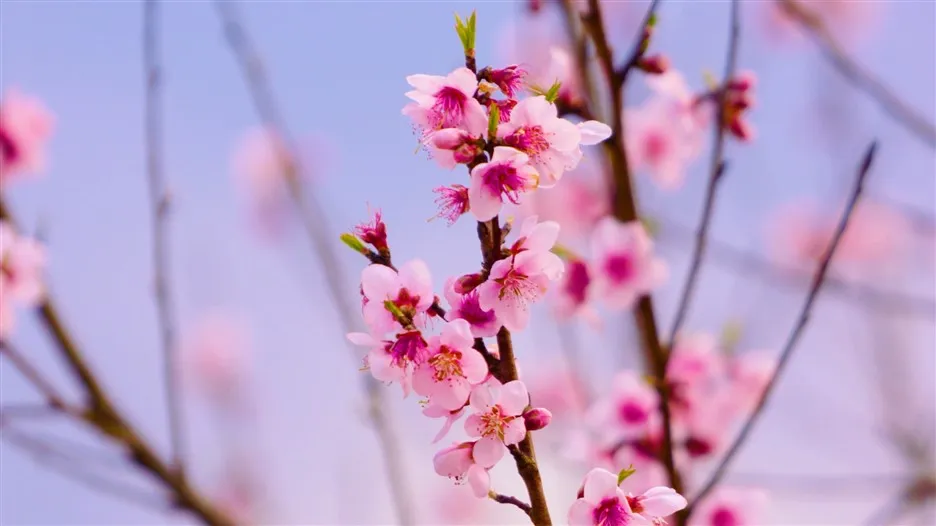 Sun World Fansipan Legend đón Phật tử, du khách đến cầu an Tết Nhâm Dần ảnh 6