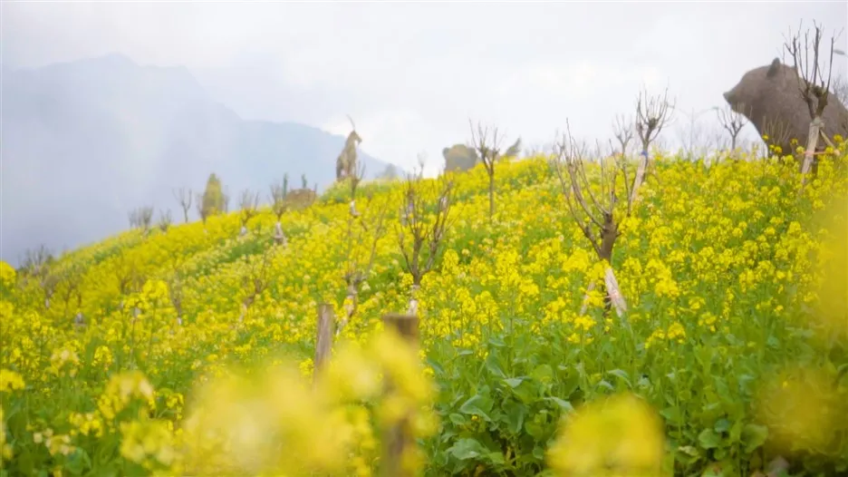 Sun World Fansipan Legend đón Phật tử, du khách đến cầu an Tết Nhâm Dần ảnh 3