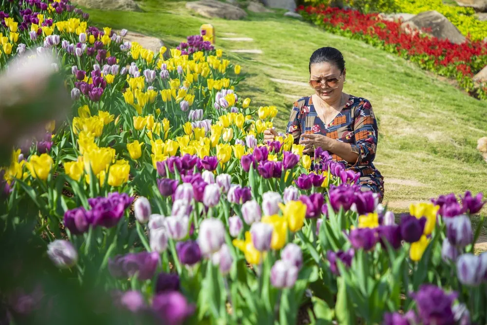 Hàng trăm ngàn du khách nô nức lên ngắm hoa tulip lần đầu xuất hiện trên đỉnh Núi Bà Tây Ninh ảnh 5