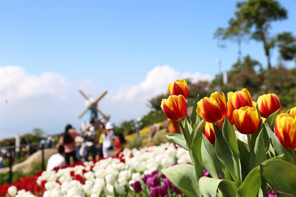 Hàng trăm ngàn du khách nô nức lên ngắm hoa tulip lần đầu xuất hiện trên đỉnh Núi Bà Tây Ninh ảnh 6