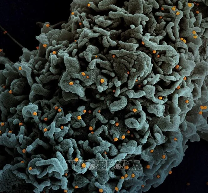 “Omicron tàng hình” không mạnh hơn biến thể gốc