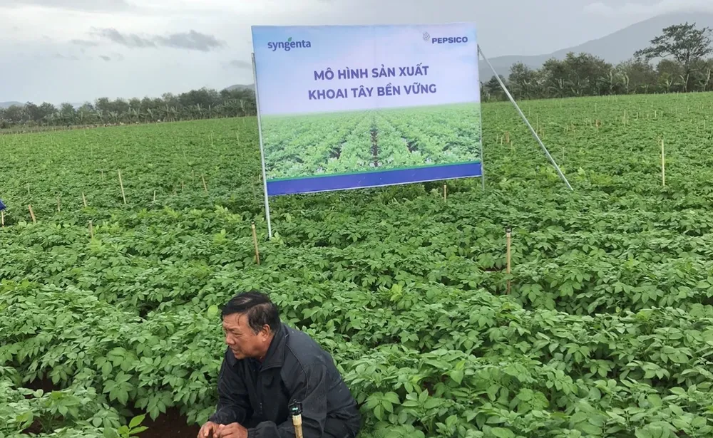 Mô hình sản xuất khoai tây bền vững, tăng năng suất, giảm nhập khẩu  ảnh 2