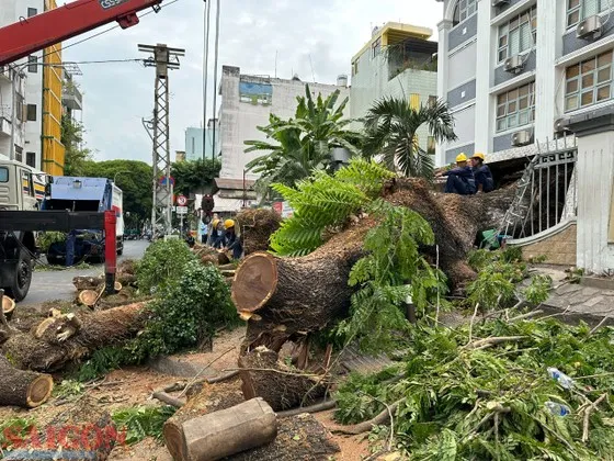 Hiện trường vụ cây xanh bật gốc tại Trường THCS Trần Văn Ơn (quận 1) vào sáng 3-4