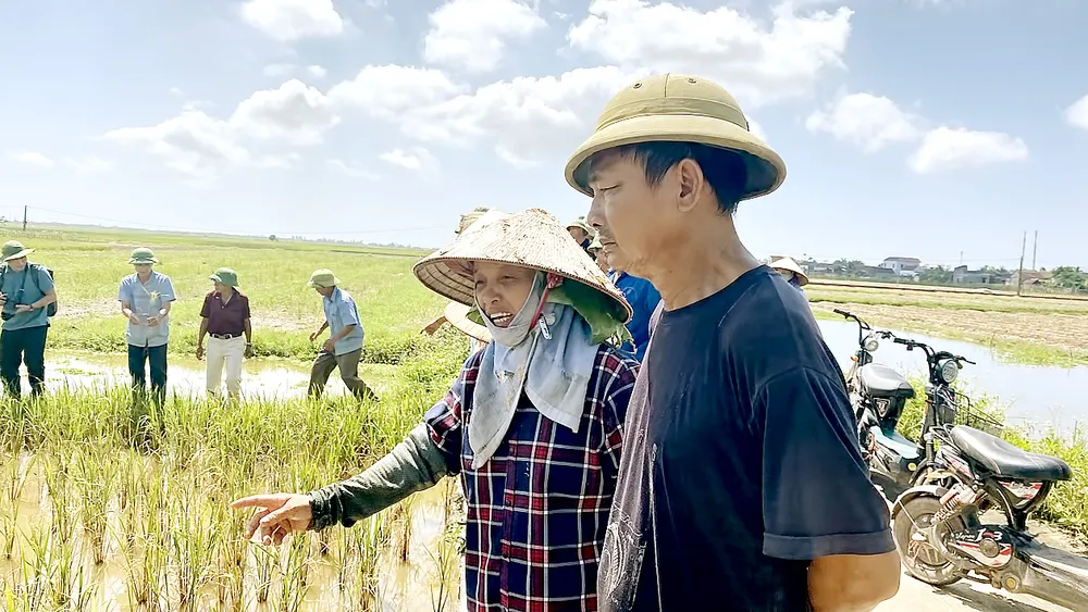 Người dân xã An Tân (huyện Thái Thụy, Thái Bình) xót xa nhìn lúa chết. Ảnh: VĂN PHÚC