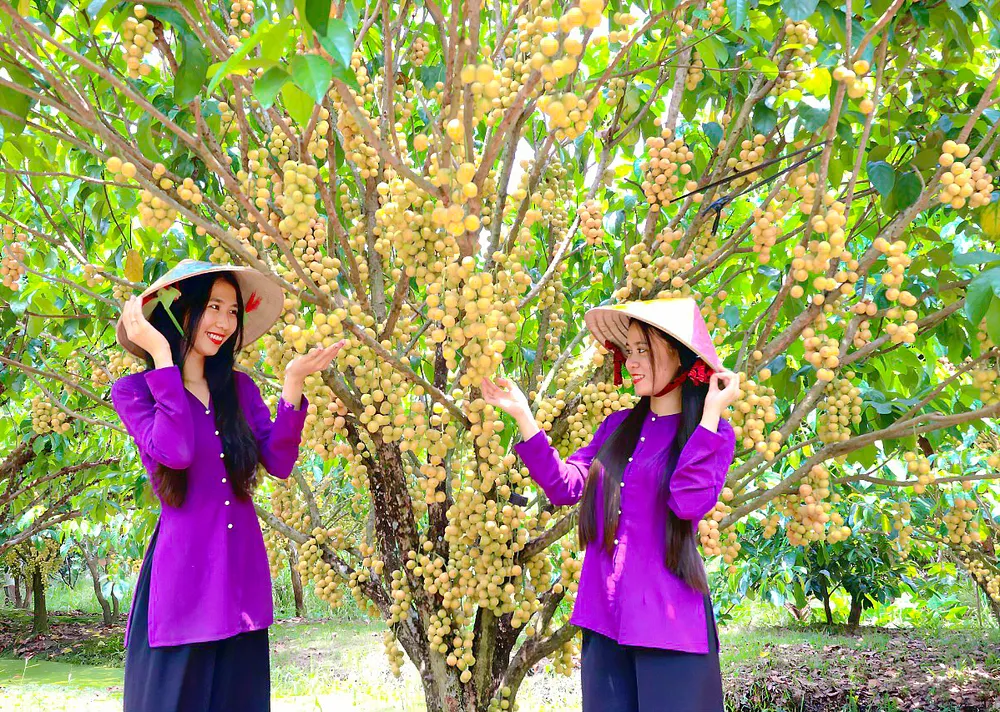Vườn dâu xum xuê trái tại Phong Điền, TP Cần Thơ thu hút đông đảo du khách đến “check-in” và thưởng thức