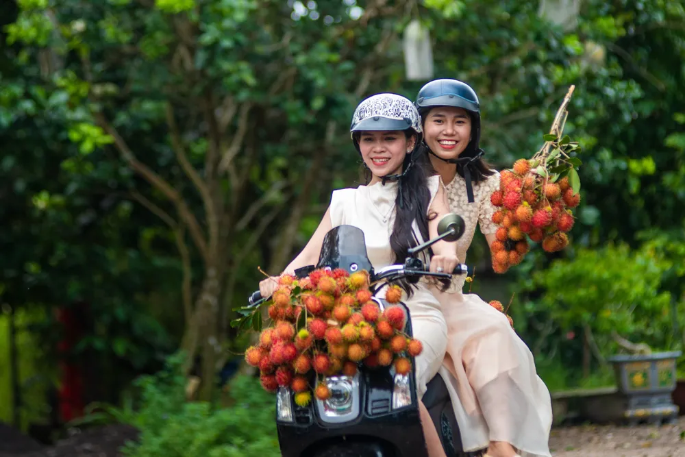 Chở trái cây về nhà