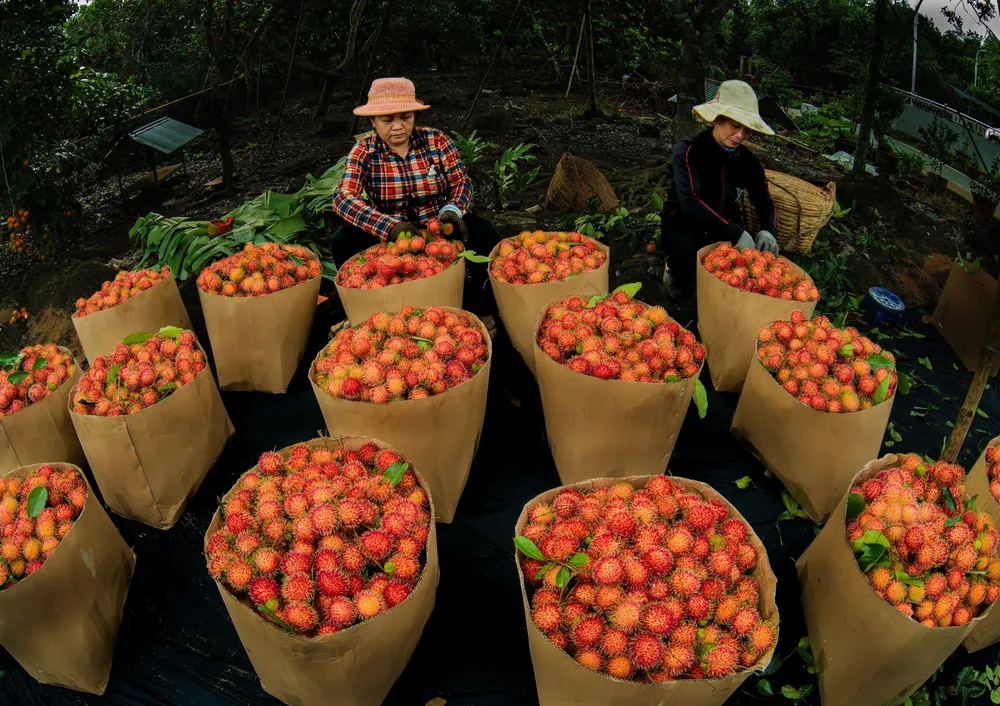 Thu hoạch chôm chôm tại vườn