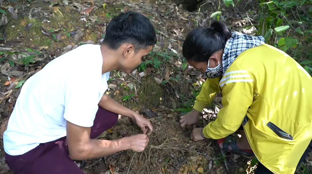 Người dân ở xã Lăng đang cấy nuôi sâm ba kích dưới tán rừng tự nhiên. Ảnh: NGUYỄN CƯỜNG