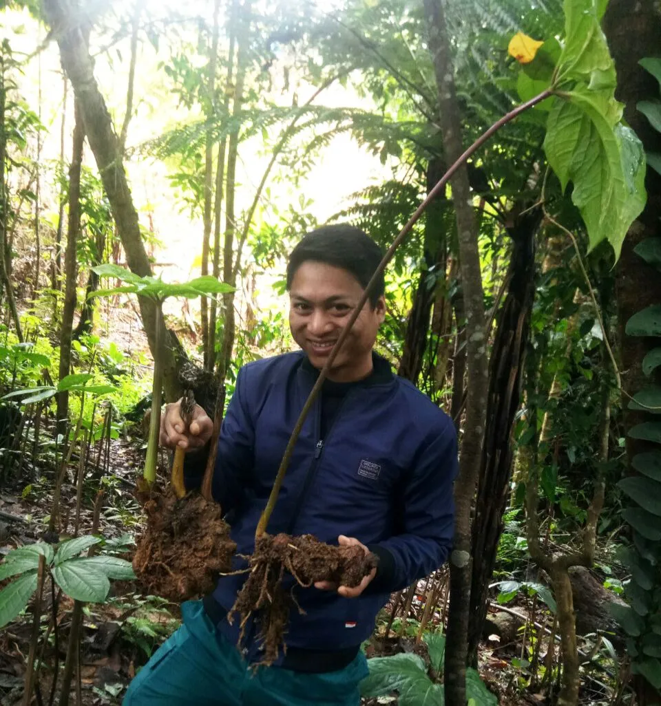 Hai “cụ” sâm 7 lá 1 hoa của anh A Viết Mia (xã biên giới Chơ Chun, huyện Nam Giang, Quảng Nam) đã đến mùa thu hoạch. Ảnh: MINH HUY