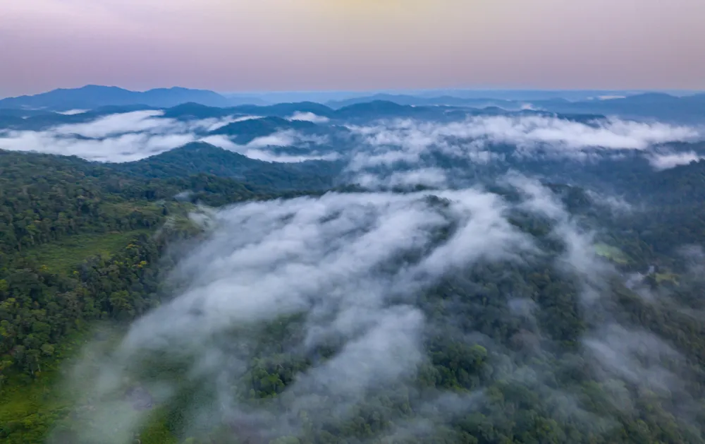 Rừng núi ở miền Trung ẩn giấu vô vàn “kỳ hoa dị thảo” quý hiếm vẫn chưa được khai phá hết tiềm năng. Ảnh: DŨNG NHÂN
