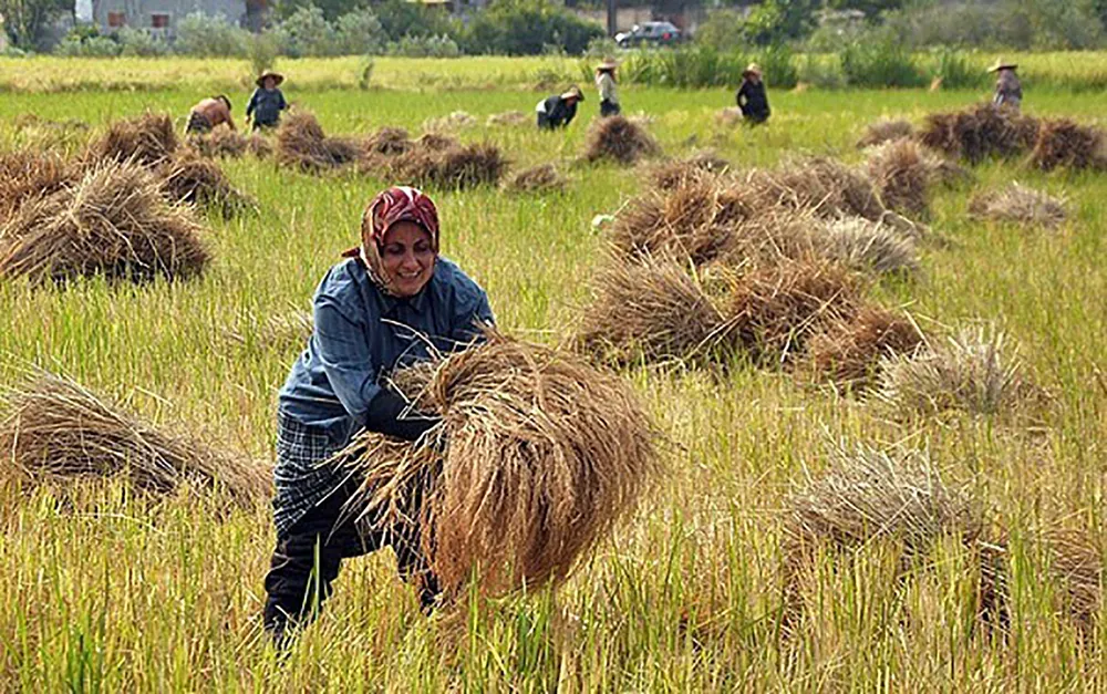 Thu hoạch lúa tại Ấn Độ