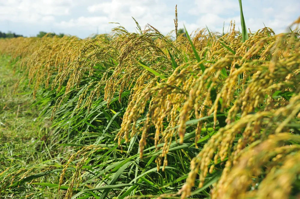 Ruộng áp dụng mô hình cho lợi nhuận tăng thêm trên 3.840.000 đồng/ha so với ruộng đối chứng sản xuất theo thông thường