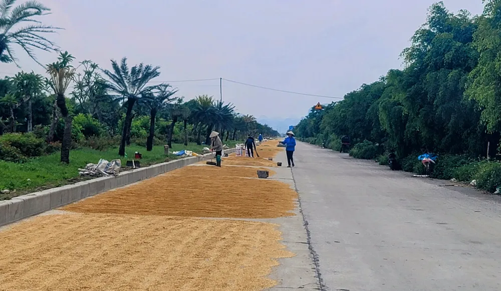 Cả một đoạn đường dài hơn 1km trên tuyến tỉnh lộ ĐT 494B bị biến thành nơi phơi lúa