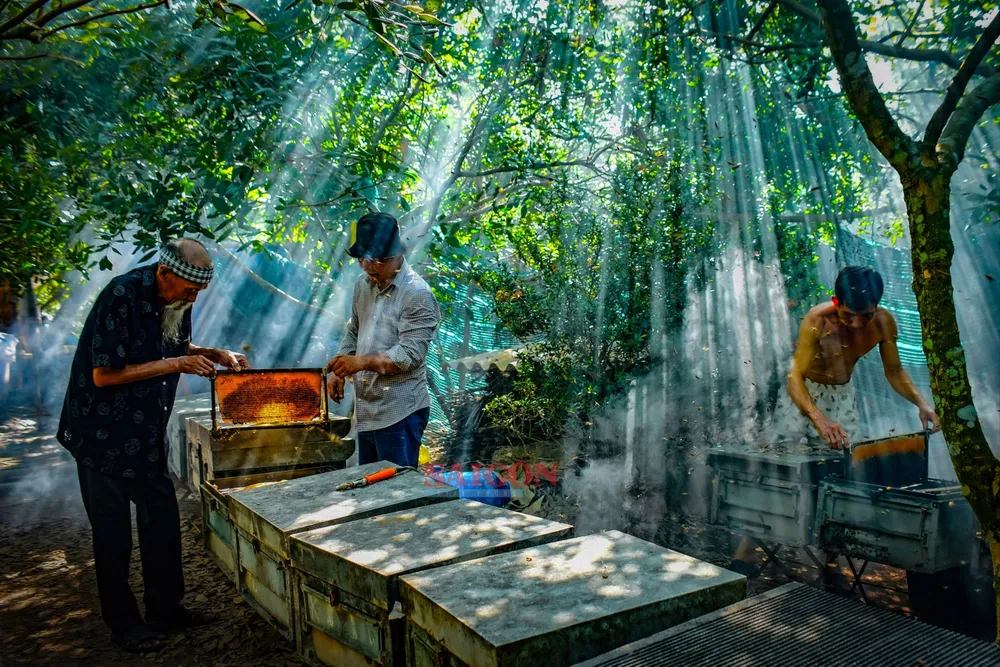 NK 31-3- Thu hoạch mật ong truyền thống.jpeg