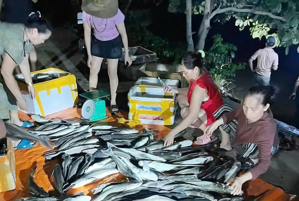 Người nuôi trồng thủy sản ở thị trấn Cửa Việt, huyện Gio Linh, tỉnh Quảng Trị vớt cá nuôi nước lợ chết ngạt