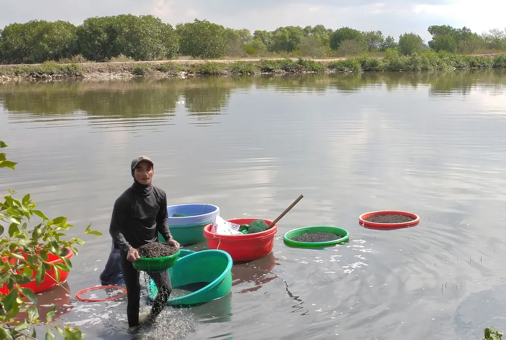 Dù nghề cào ốc nhọc nhằn, nhưng người dân có thu nhập ổn định
