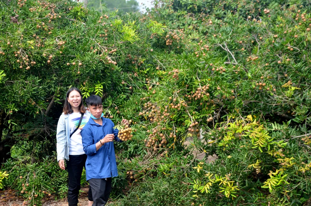 Khách du lịch thích thú trải ngiệm hái nhãn tại vườn ở xã Phước Hải, TPHCM. Ảnh VÂN ANH.jpg