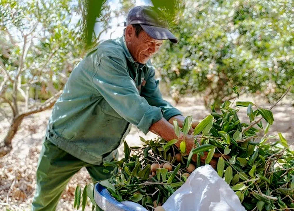 Nông dân xã Phước Hải thu hoạch nhãn. Ảnh VÂN ANH..jpg