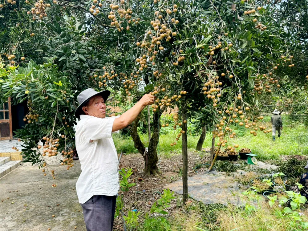 Vụ nhãn 2025, sản lượng nhãn tăng mạnh ở các vùng chuyên canh như Hòa Hiệp, Bình Châu, Phước Hải. Ảnh VÂN ANH.jpg