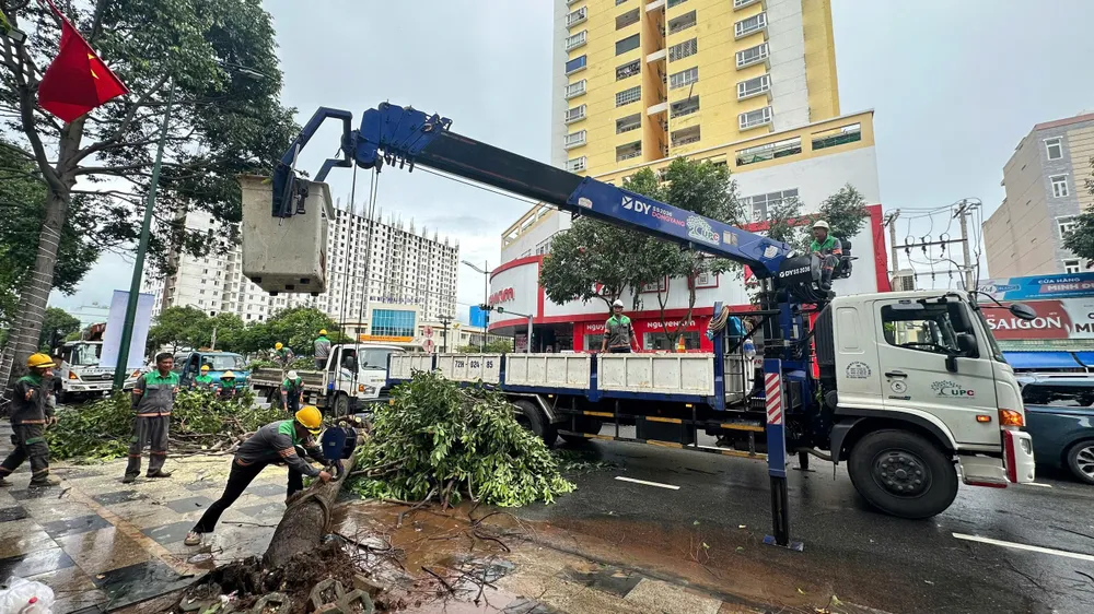 Công nhân Công ty UPC xử lý cây sao đen bị đổ xuống đường Lê Hồng Phong (phường Vũng Tàu) vào chiều 21-7. Ảnh: QUANG VŨ
