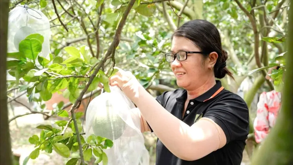 Nghị định thư về kiểm dịch bưởi, chanh xuất khẩu sang Trung Quốc
