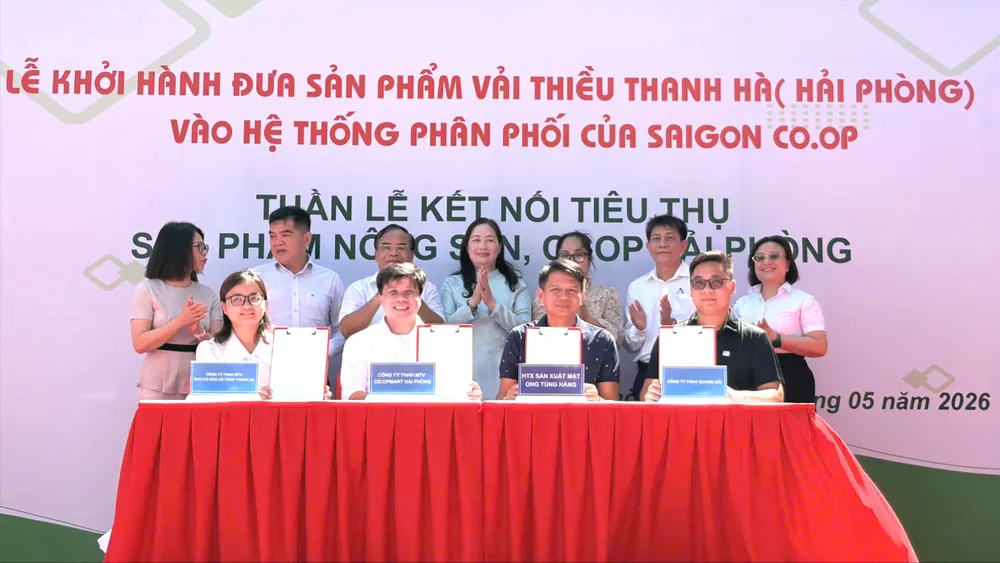Vải Thanh Hà được Saigon Co.op đưa vào phân phối tại 800 điểm bán trên toàn quốc. Ảnh: MINH XUÂN