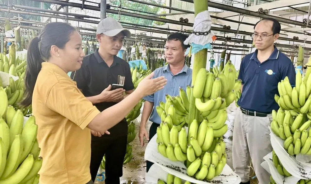 Nhân viên Công ty CP Nông nghiệp U&I (Unifarm) tại dây chuyền phân loại, đóng gói chuối thành phẩm. Ảnh: XUÂN TRUNG