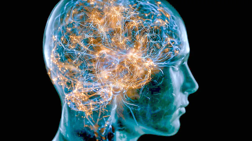 Một nhóm tế bào thần kinh ở thân não giúp hạn chế những biến động huyết áp. Ảnh: ScienceDaily