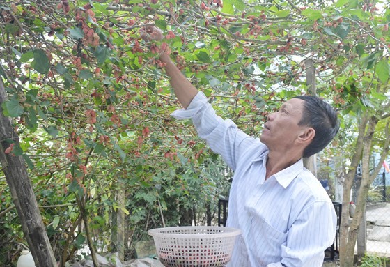 Craft villages prepare for Tet ảnh 1