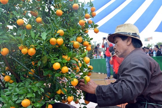 Bonsai Kumquat -Hoian 2018 launched ảnh 2