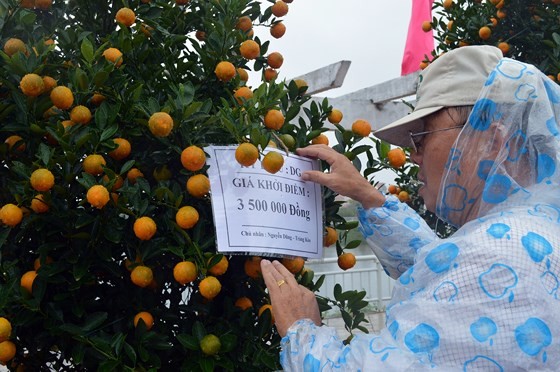 Bonsai Kumquat -Hoian 2018 launched ảnh 3