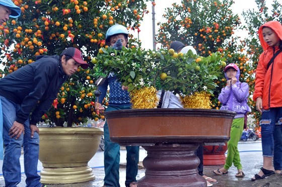 Bonsai Kumquat -Hoian 2018 launched ảnh 4