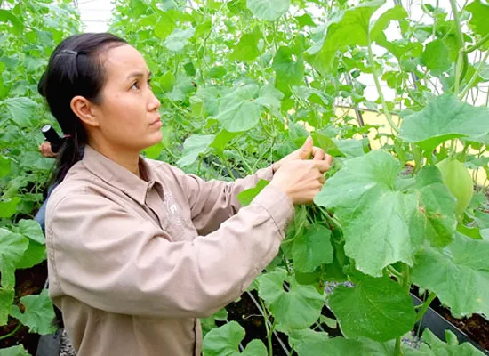 Mô hình trồng rau sạch công nghệ cao