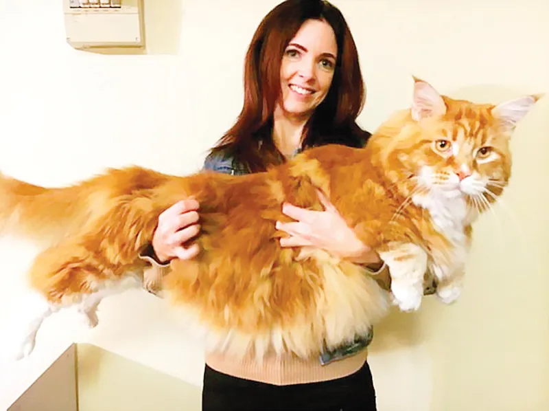 Chú mèo khổng lồ