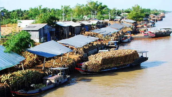 Bến Tre cạn kiệt dừa ảnh 1