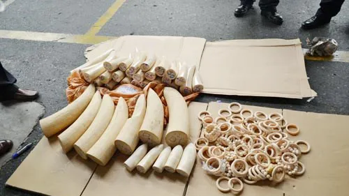 Một vụ vận chuyển trái phép ngà voi bị bắt giữ.