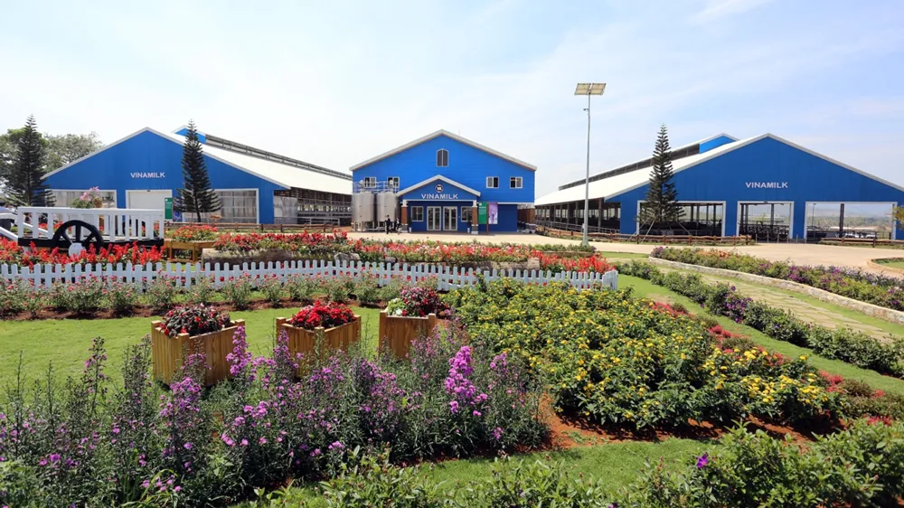 Vinamilk đầu tư phát triển chăn nuôi công nghệ cao tại Hà Nội ảnh 1