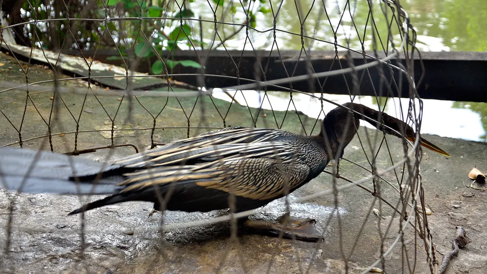 Bắt được chim cổ rắn cực kỳ quý hiếm tại TPHCM ảnh 2