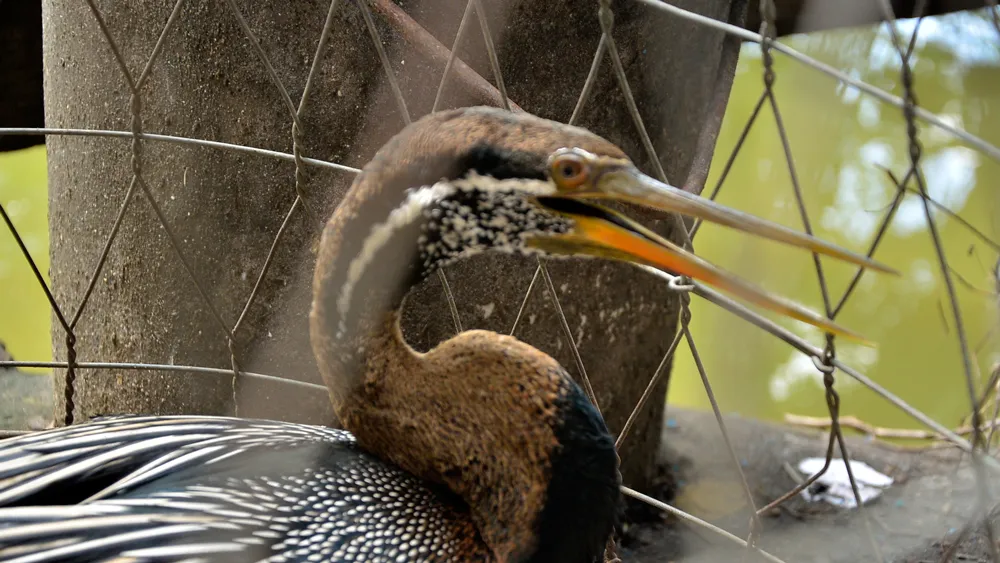 Chú chim nghi là chim cổ rắn 