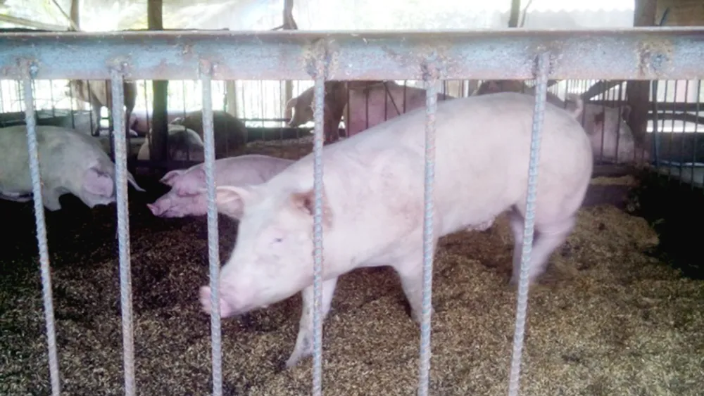 Mô hình nuôi heo trên nền đệm lót sinh học