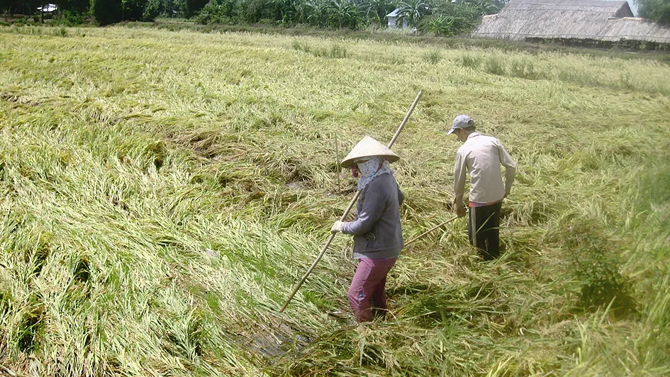 Mưa dầm làm nhiều diện tích lúa bị đổ ngã