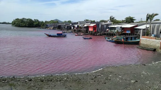 Xã Tân Hải từng bị xả thải khiến cá chết hàng loạt